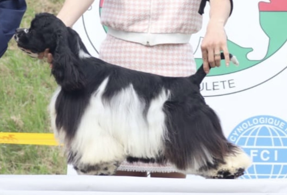 Koricockers Rock Star