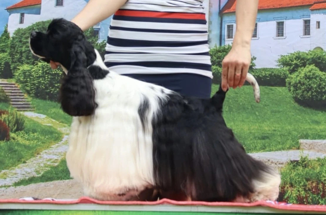 Over The Moonlight Ramos